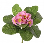 Primula (Sleutelbloem) 20 cm